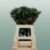 Eryngium Sirius Questar (Thistle)