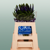 Veronica Smart Diana (25 Stems)