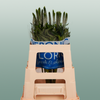 Veronica Smart Luna (25 Stems)