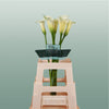 Calla Snowstar (10 Stems)