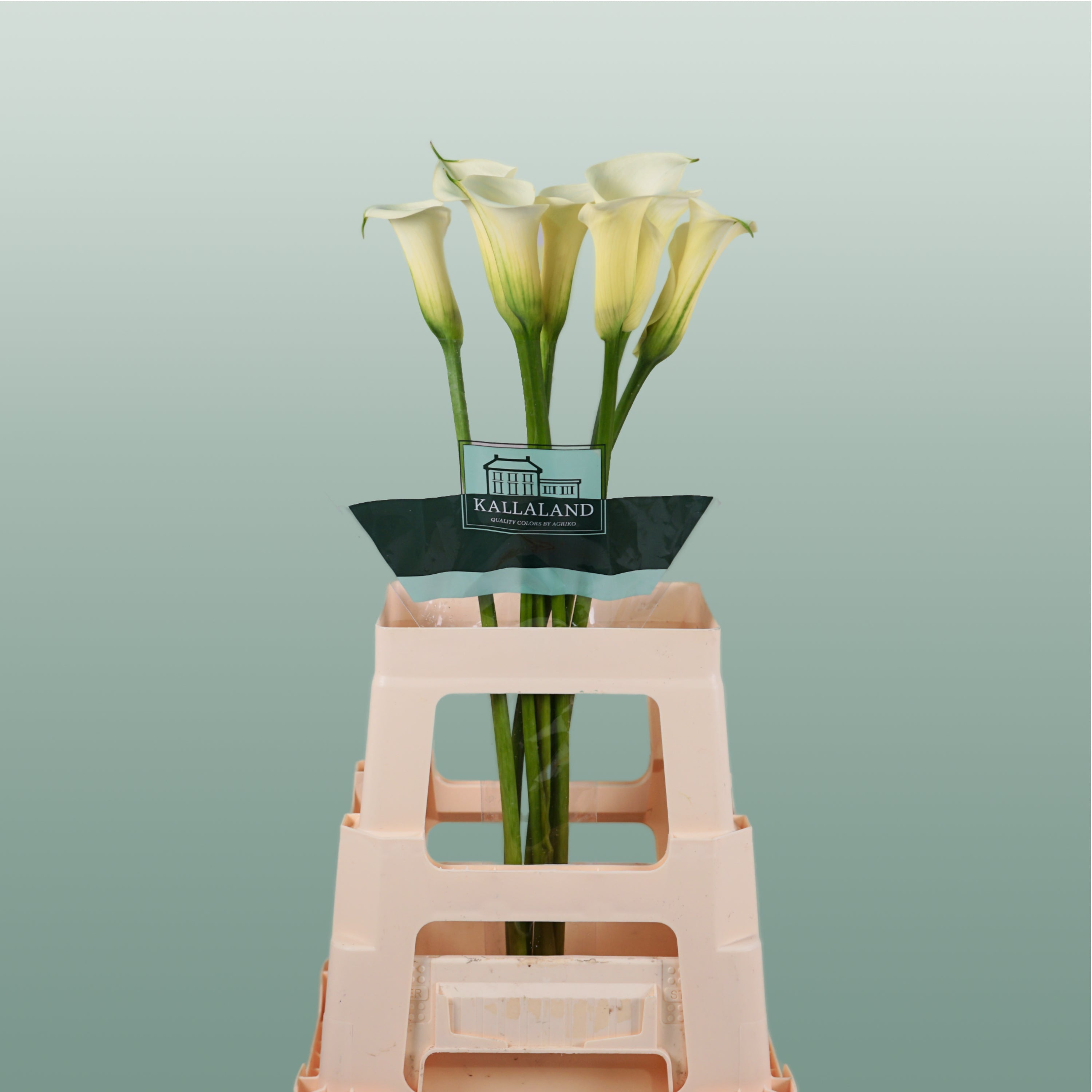 Calla Snowstar (10 Stems)