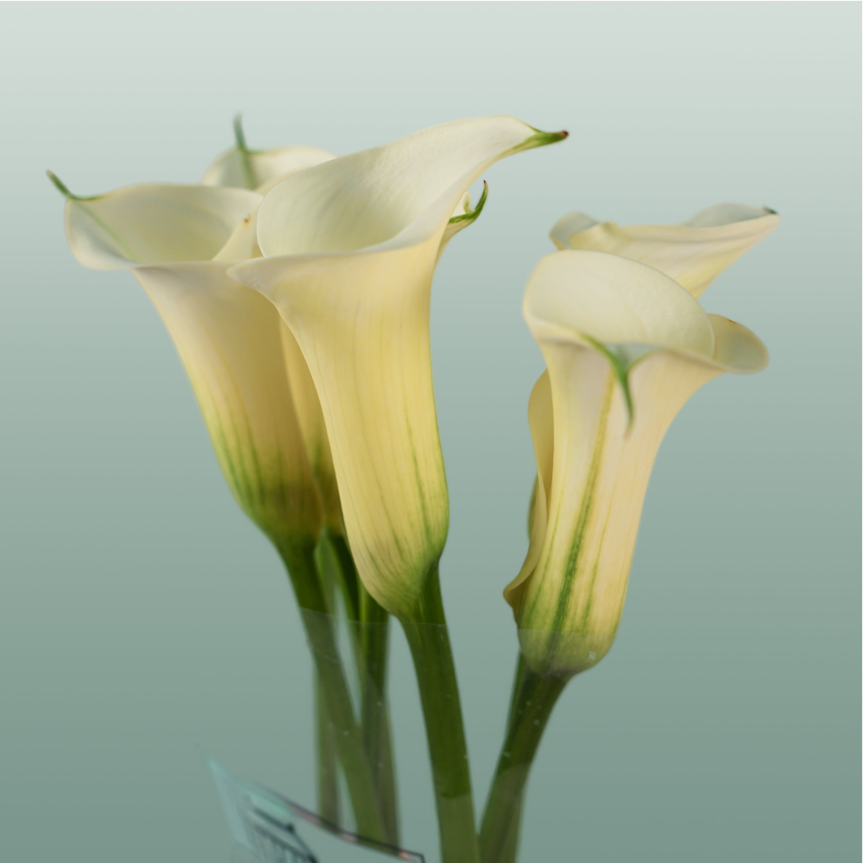 Calla Snowstar (10 Stems)
