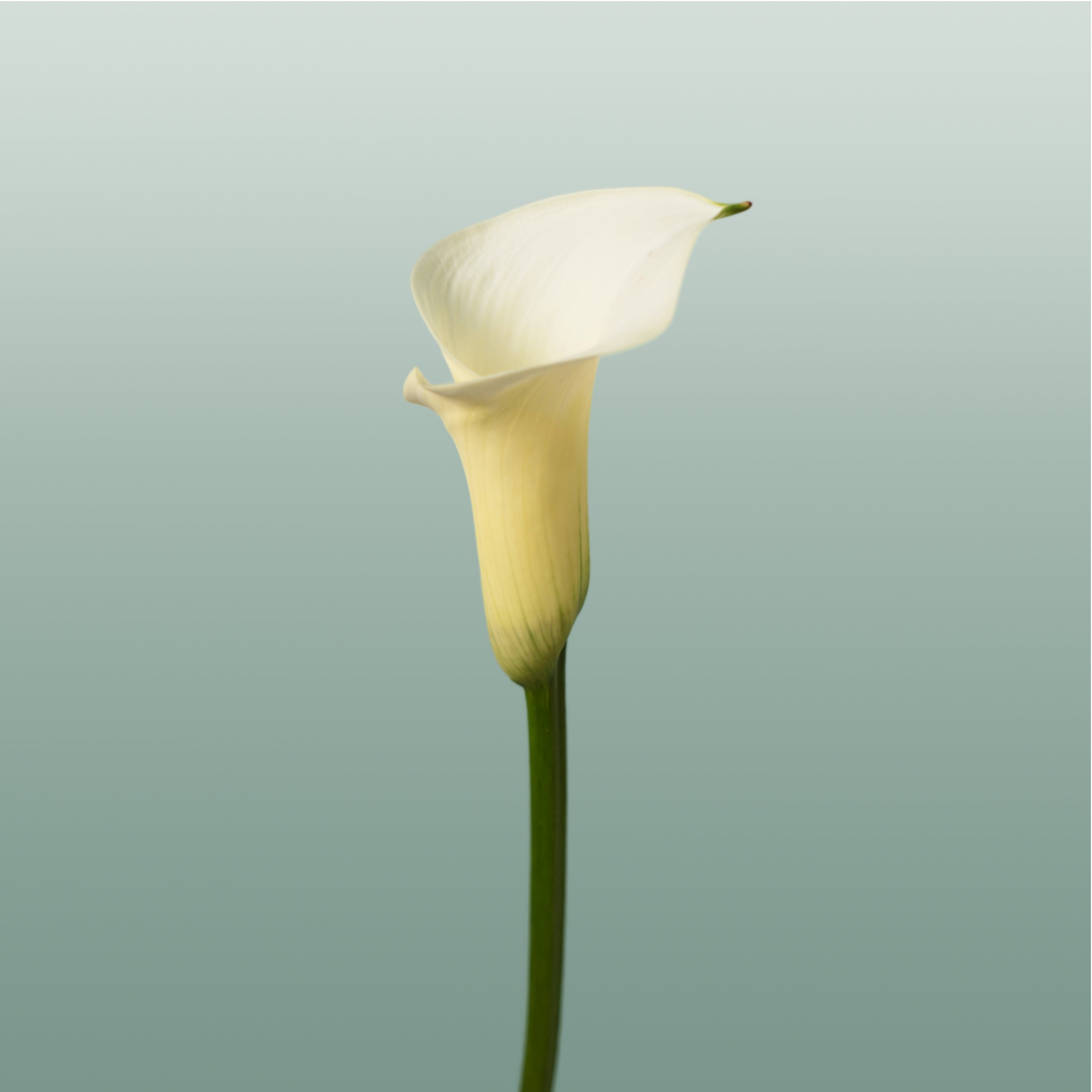 Calla Snowstar (10 Stems)