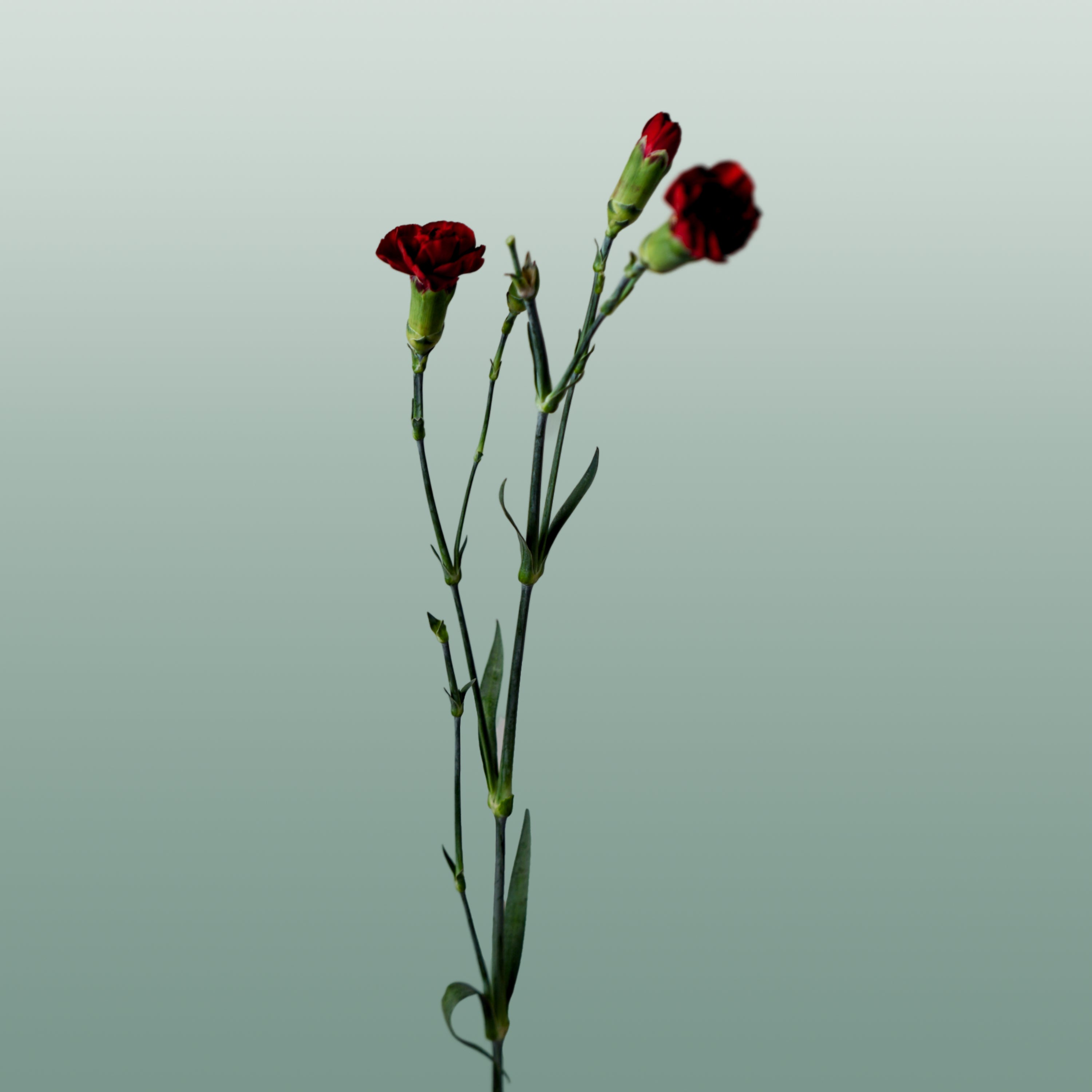 Carnation Spray Chateau (20 Stems)