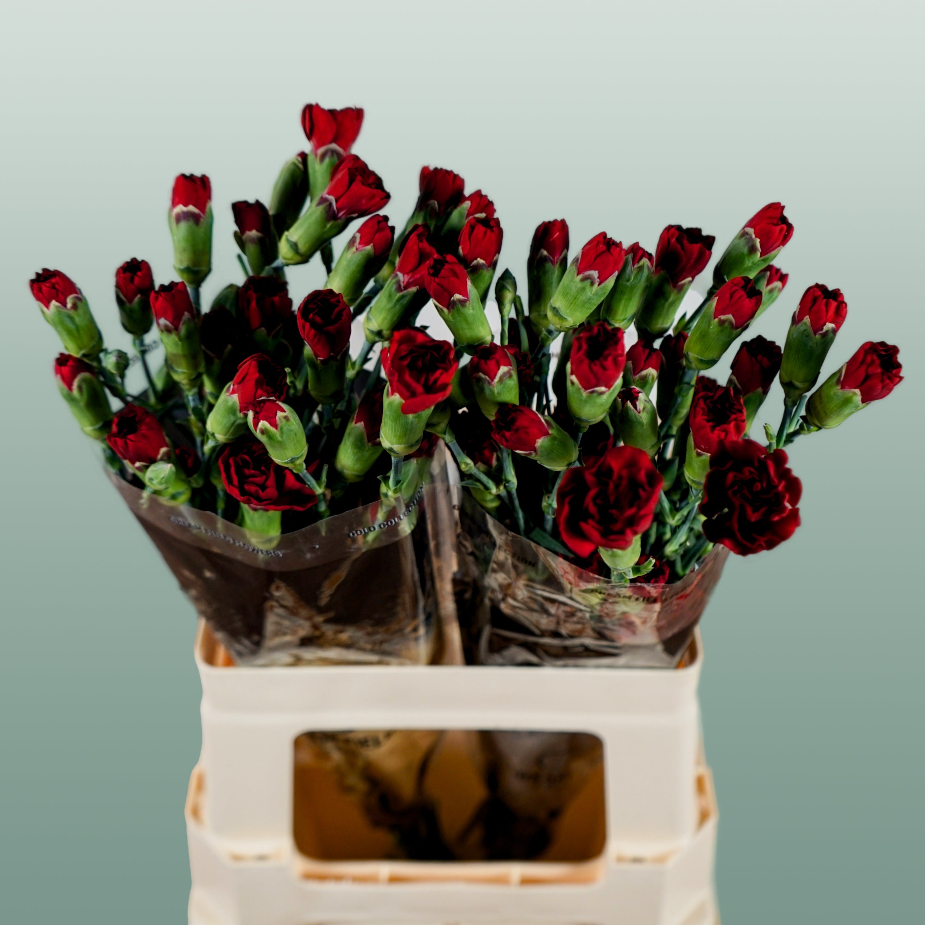Carnation Spray Chateau (20 Stems)