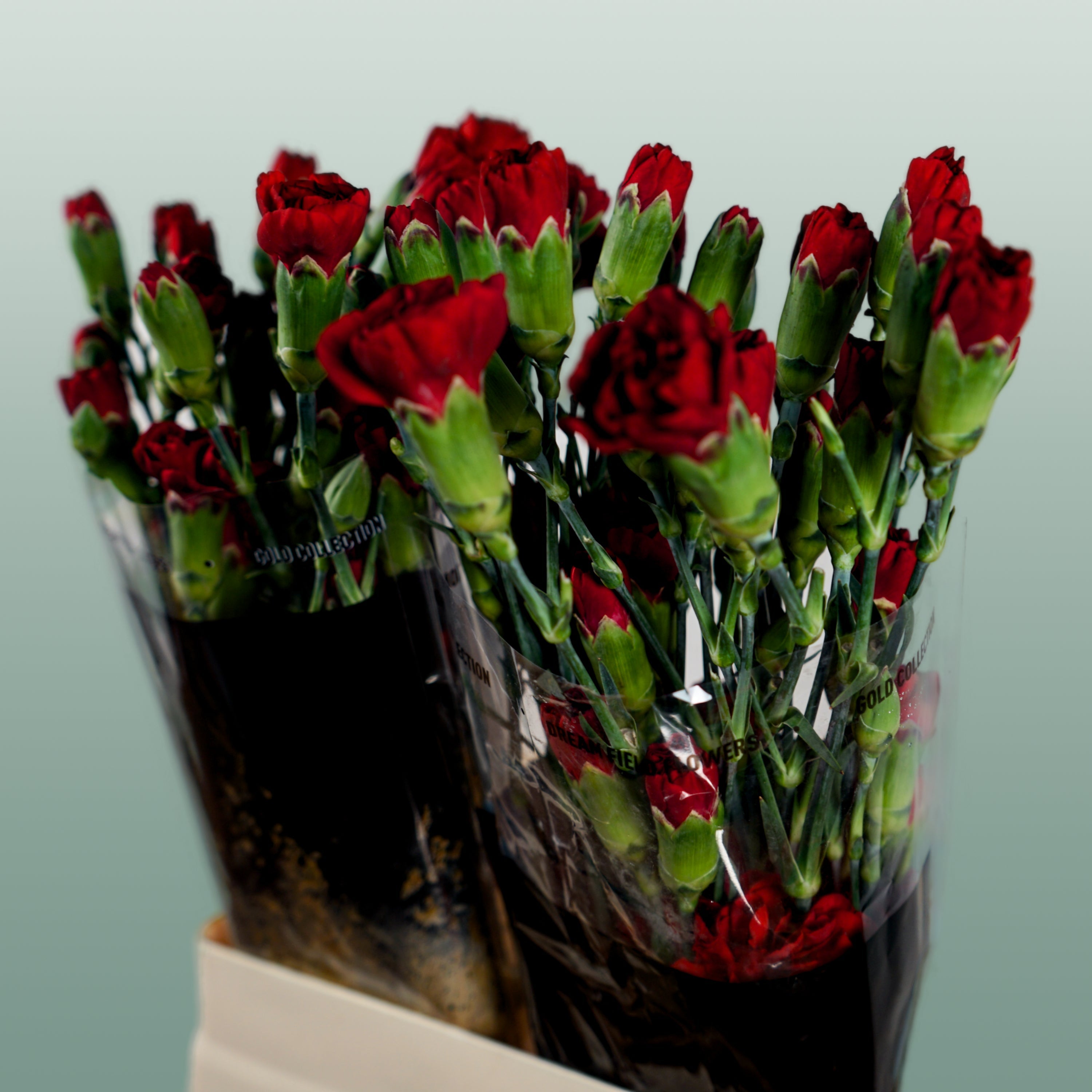 Carnation Spray Chateau (20 Stems)
