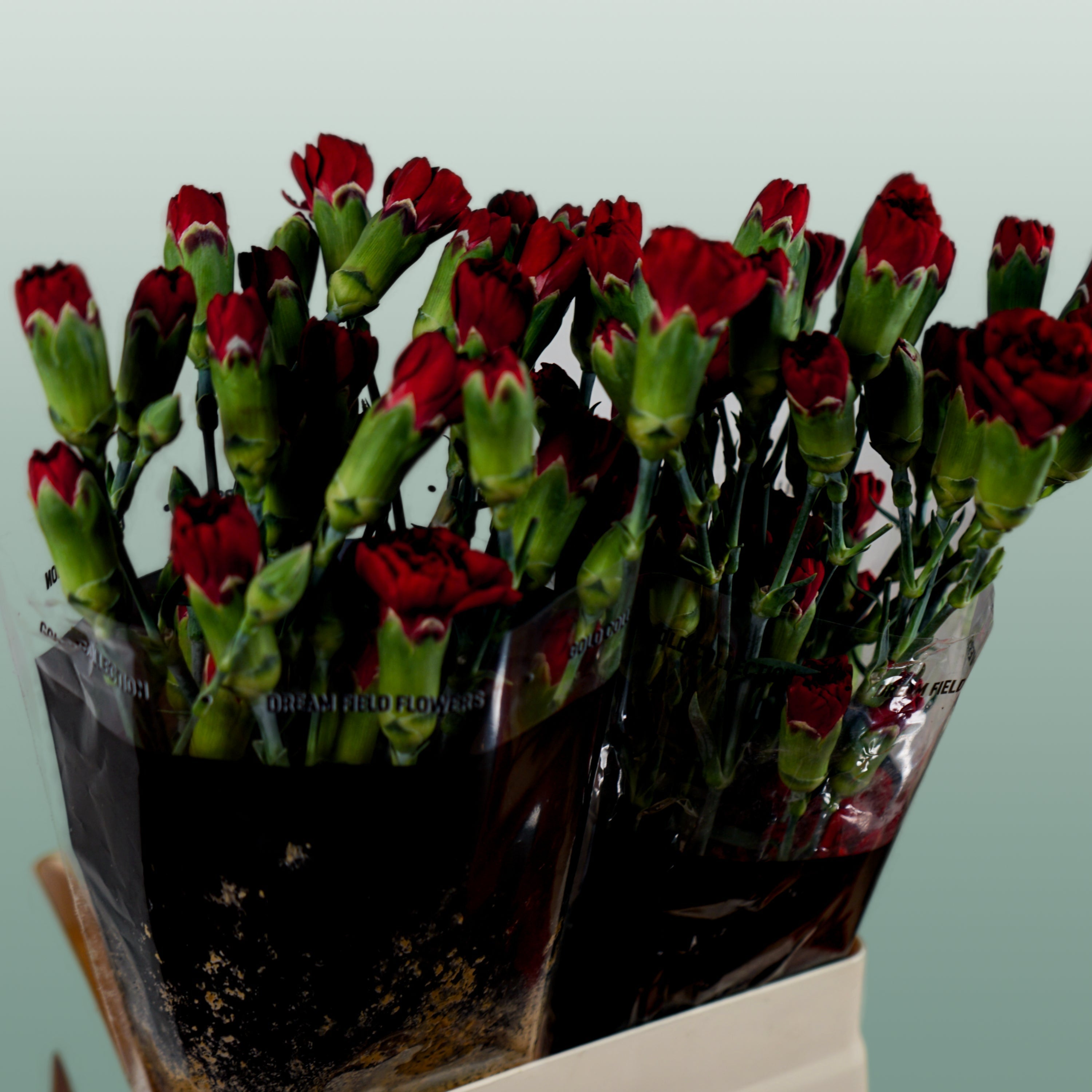 Carnation Spray Chateau (20 Stems)
