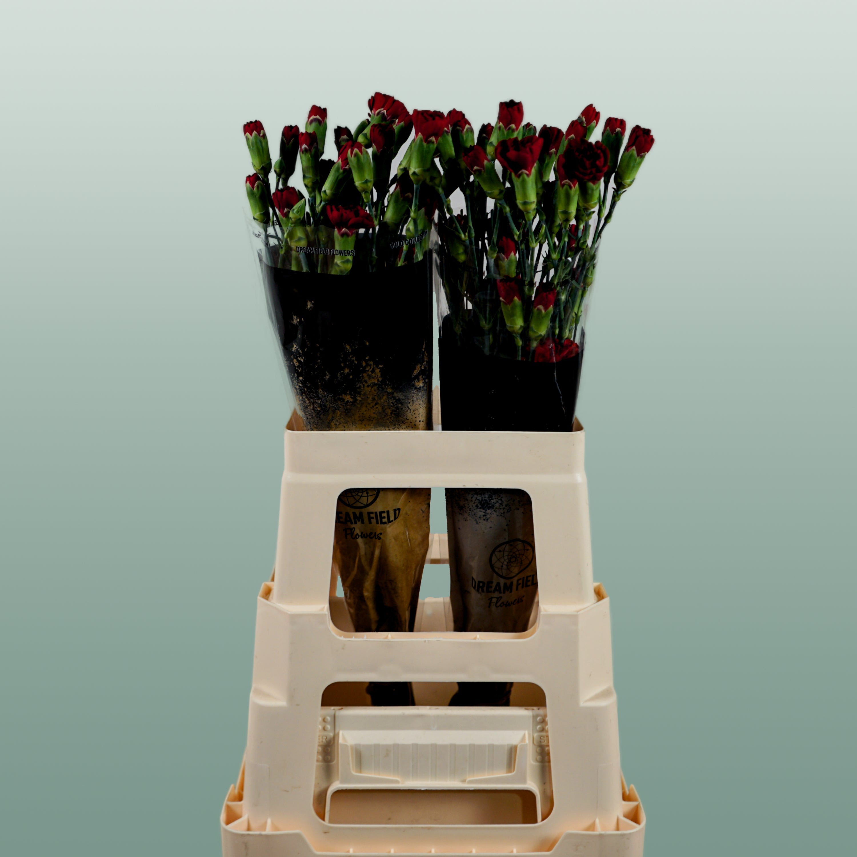 Carnation Spray Chateau (20 Stems)