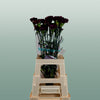 Carnation Standard Florigine Moontea