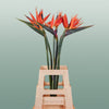 Strelitzia Reginae (8 Stems)