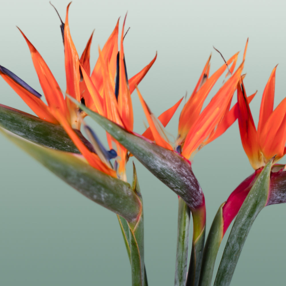 Strelitzia Reginae (8 Stems)