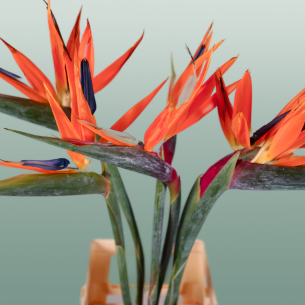 Strelitzia Reginae (8 Stems)