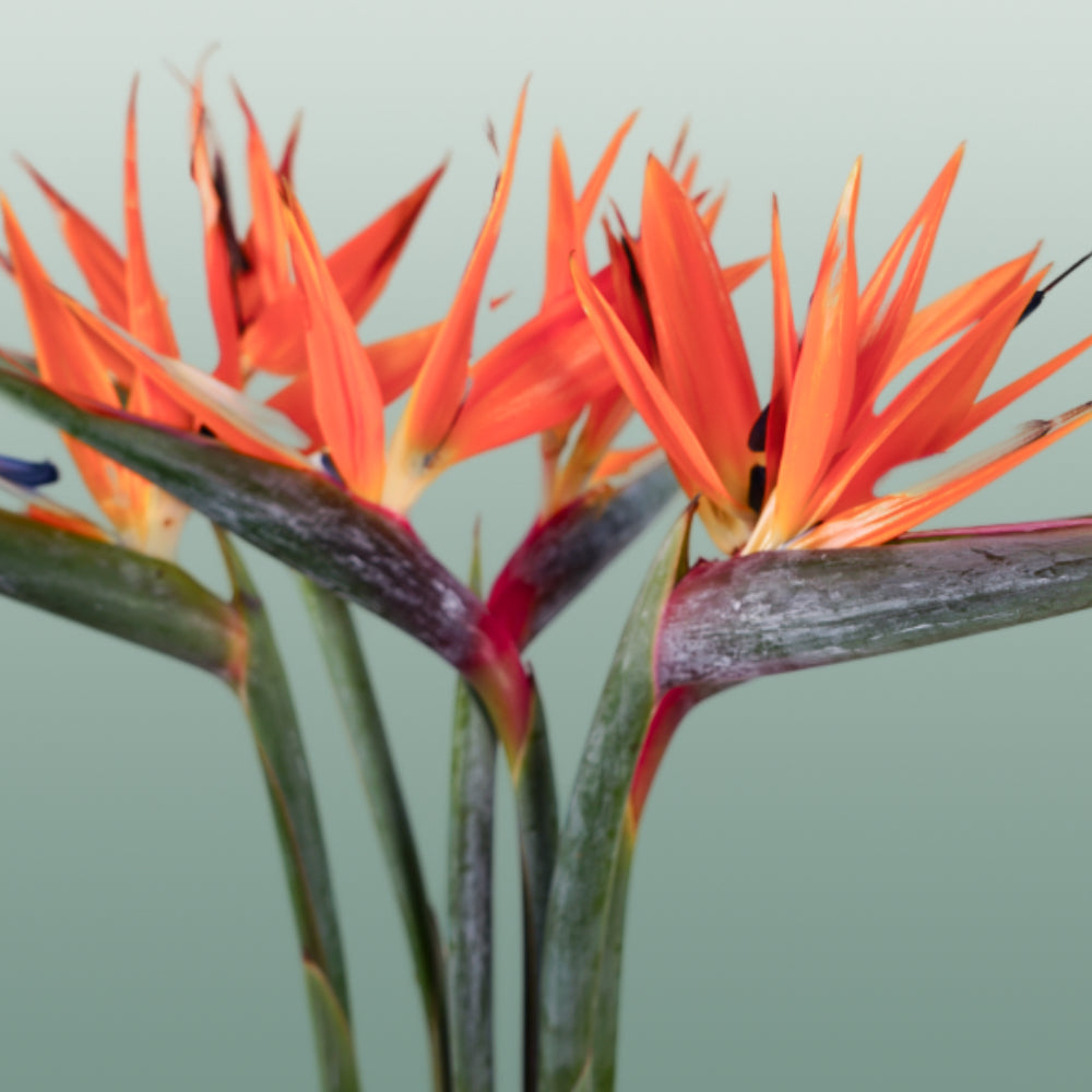 Strelitzia Reginae (8 Stems)