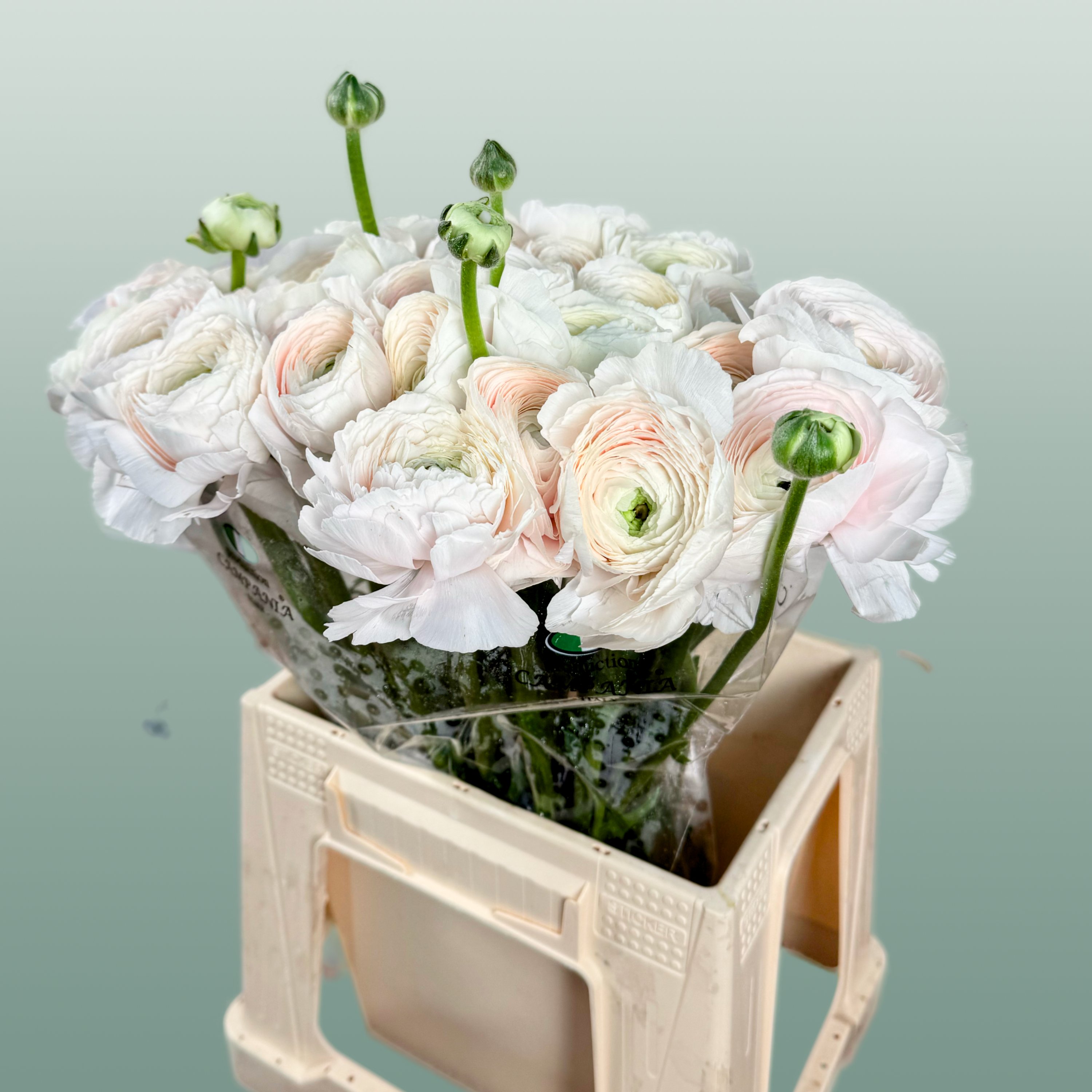 Ranunculus Su Hanoi
