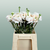 Ranunculus Su Hanoi