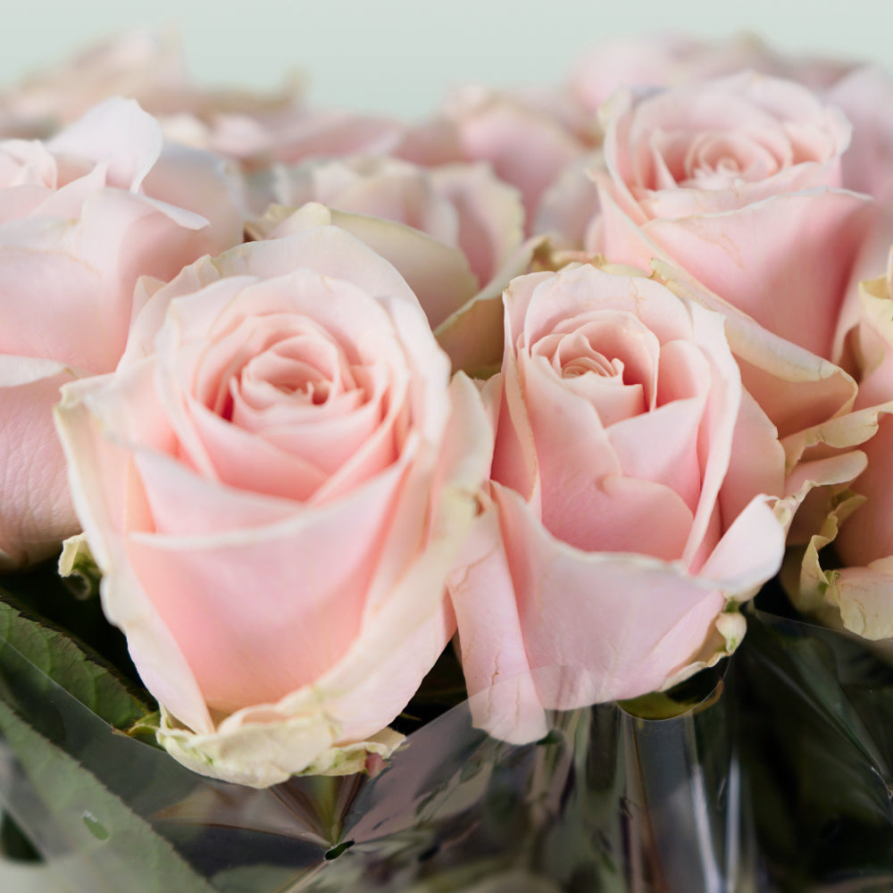 Rose Sweet Avalanch