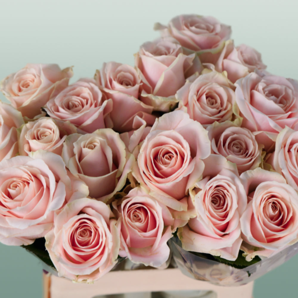 Rose Sweet Avalanch