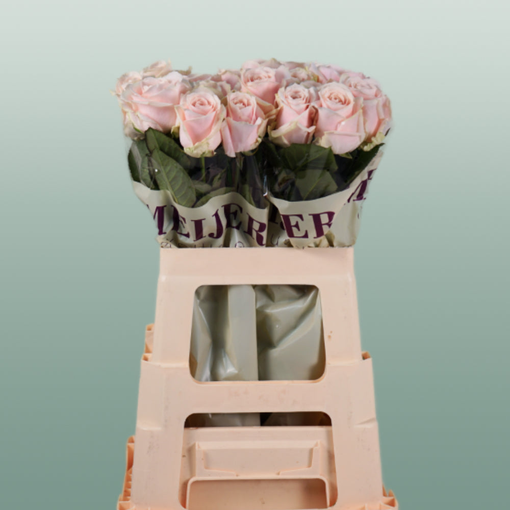 Rose Sweet Avalanch