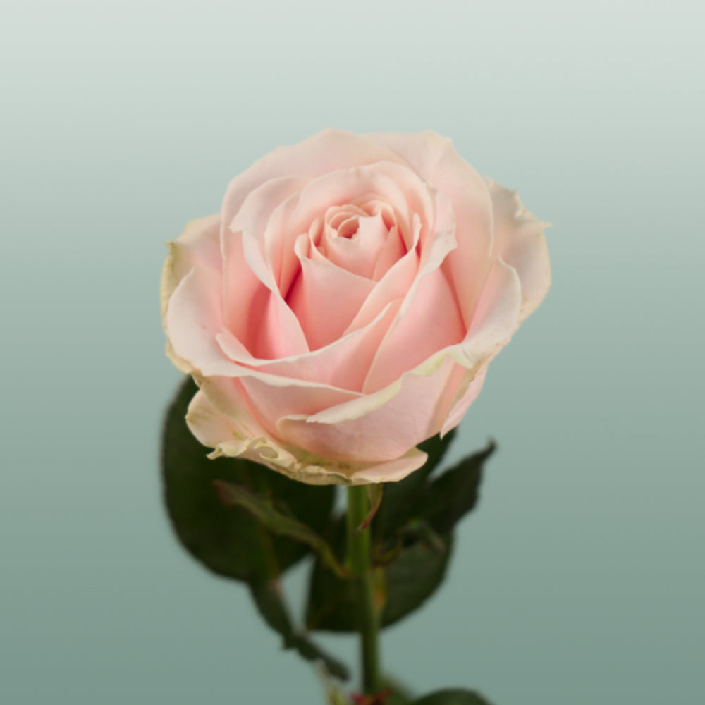 Rose Sweet Avalanch