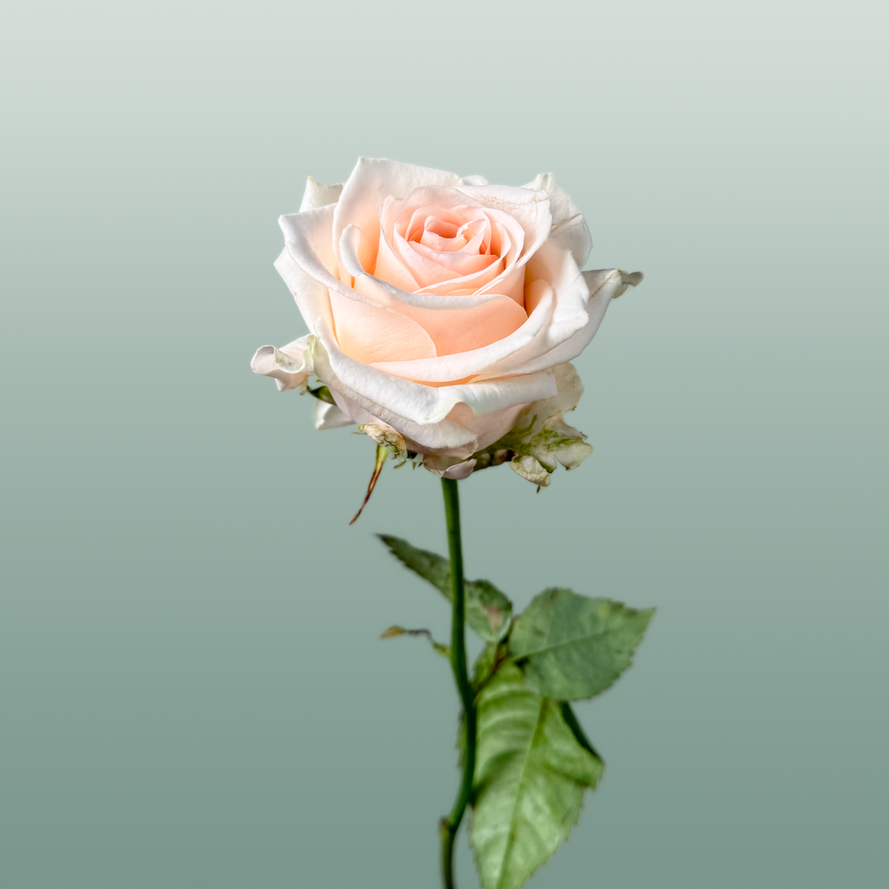 Rose Sweet Caroline