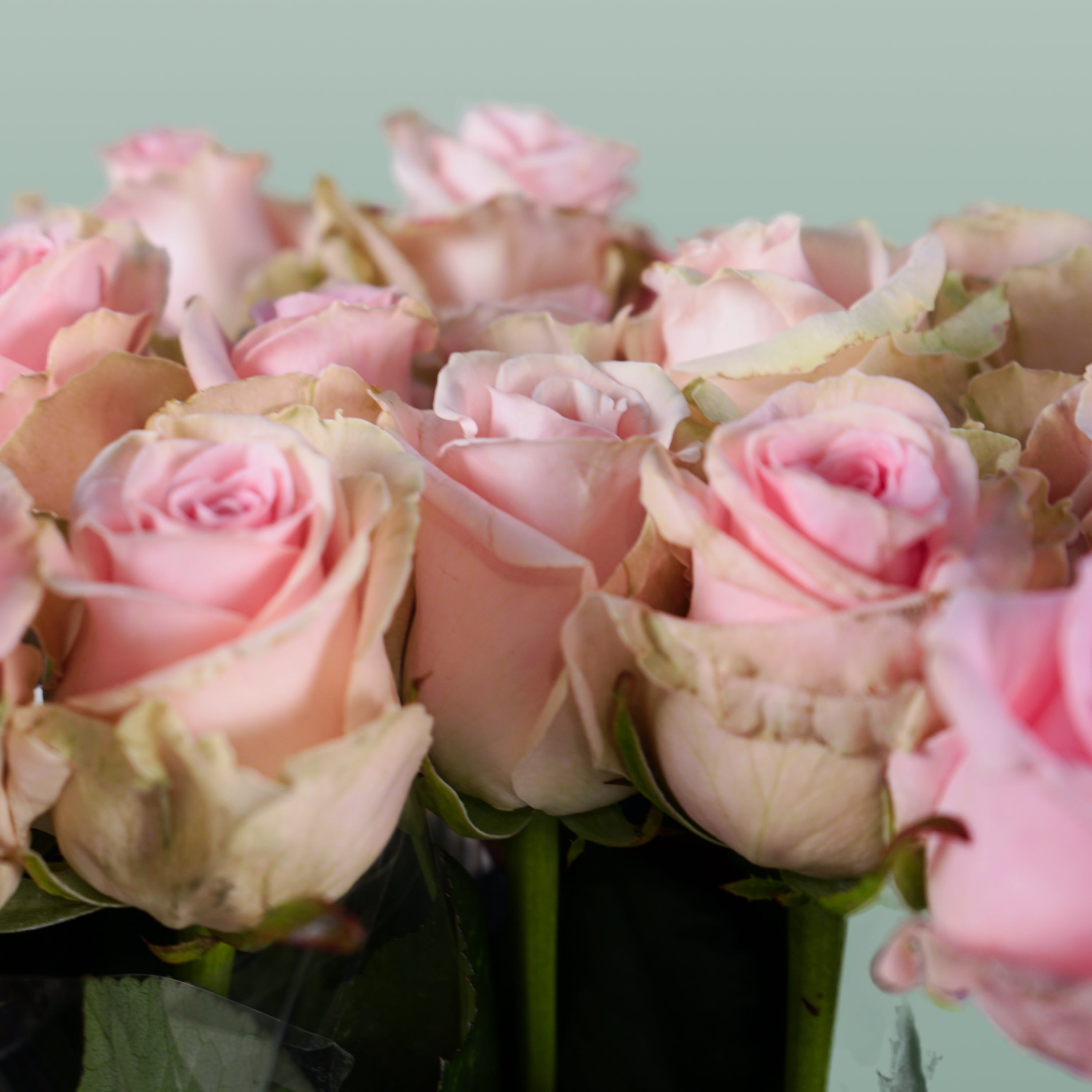 Rose Sweet Dolomiti