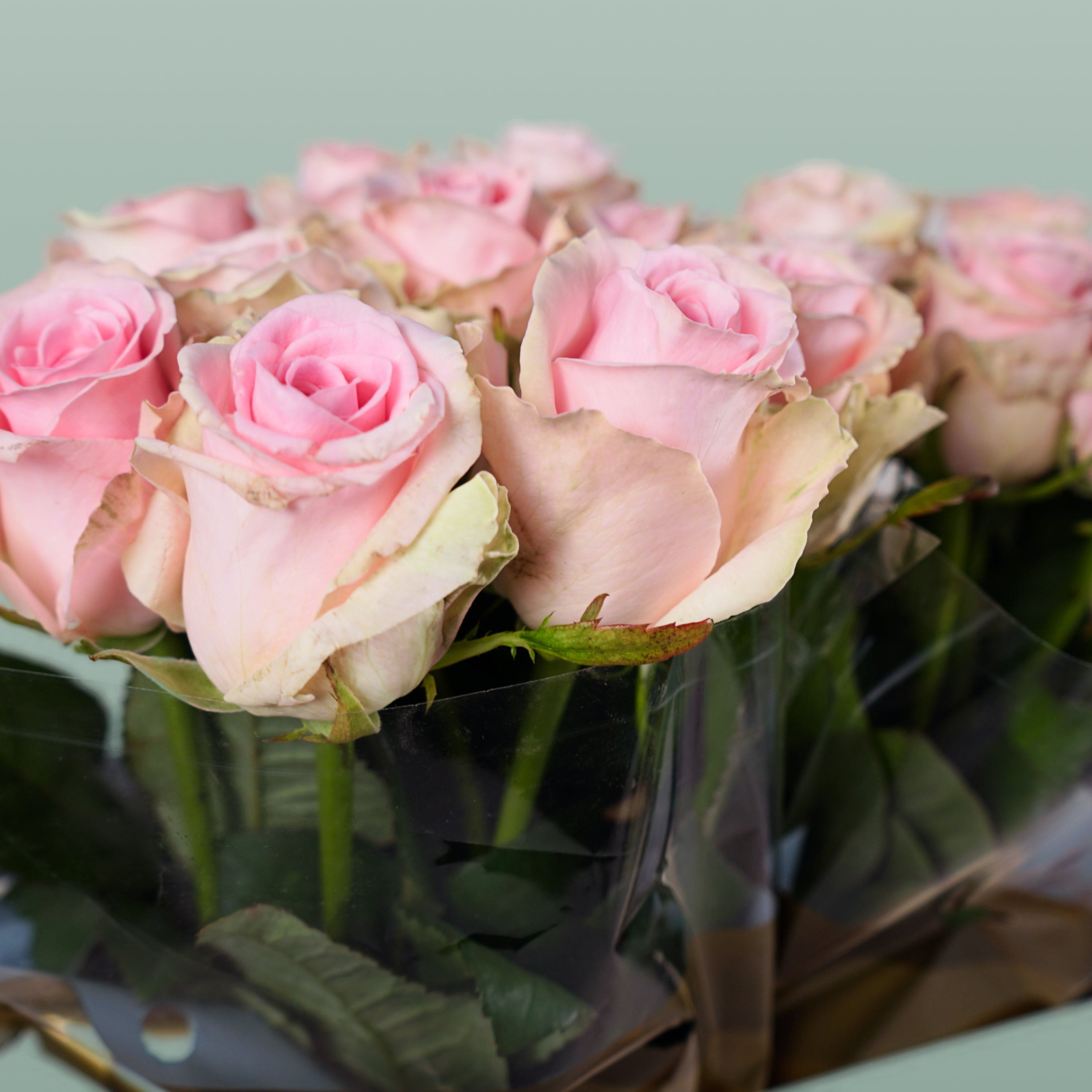 Rose Sweet Dolomiti
