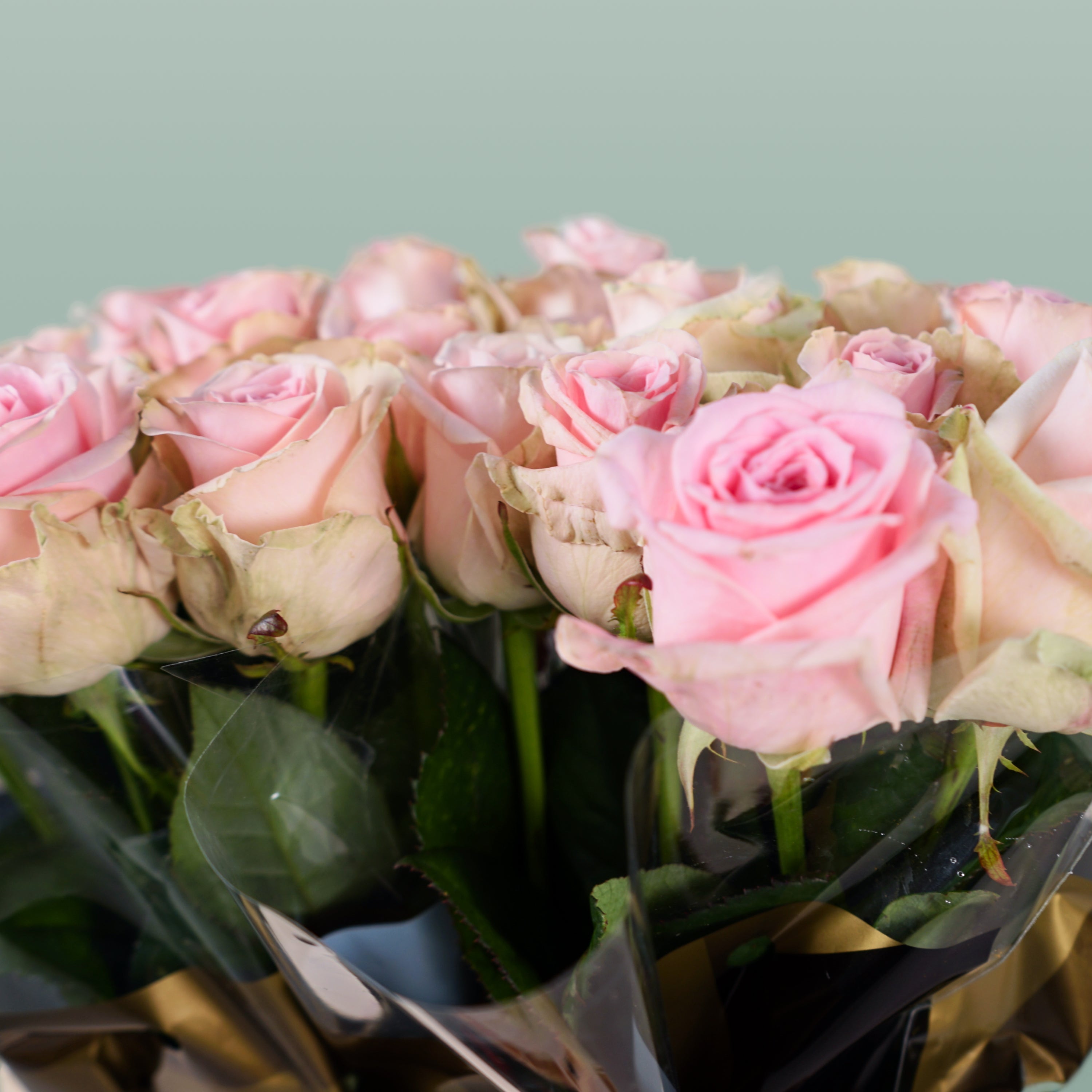 Rose Sweet Dolomiti