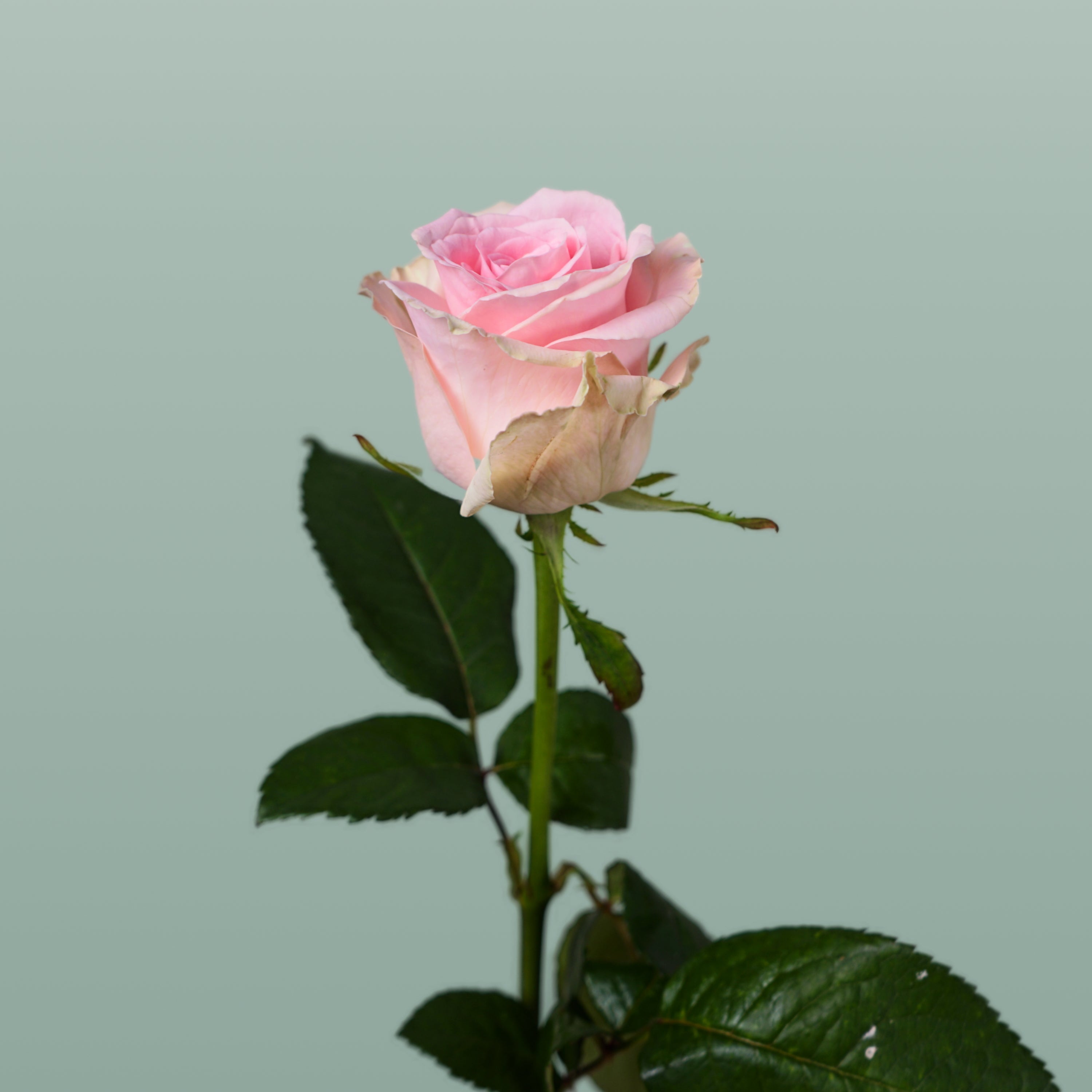 Rose Sweet Dolomiti