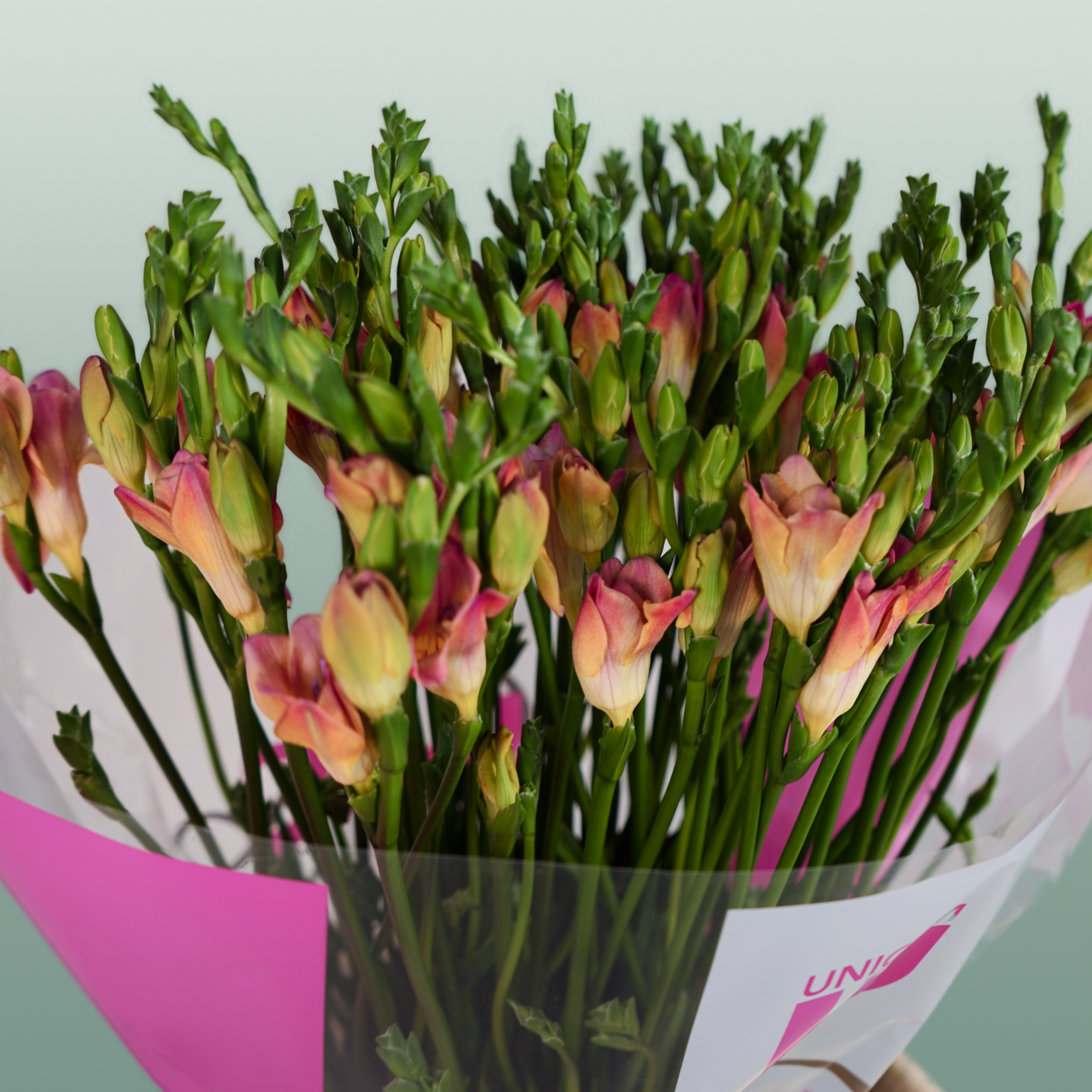 Freesia Temptation