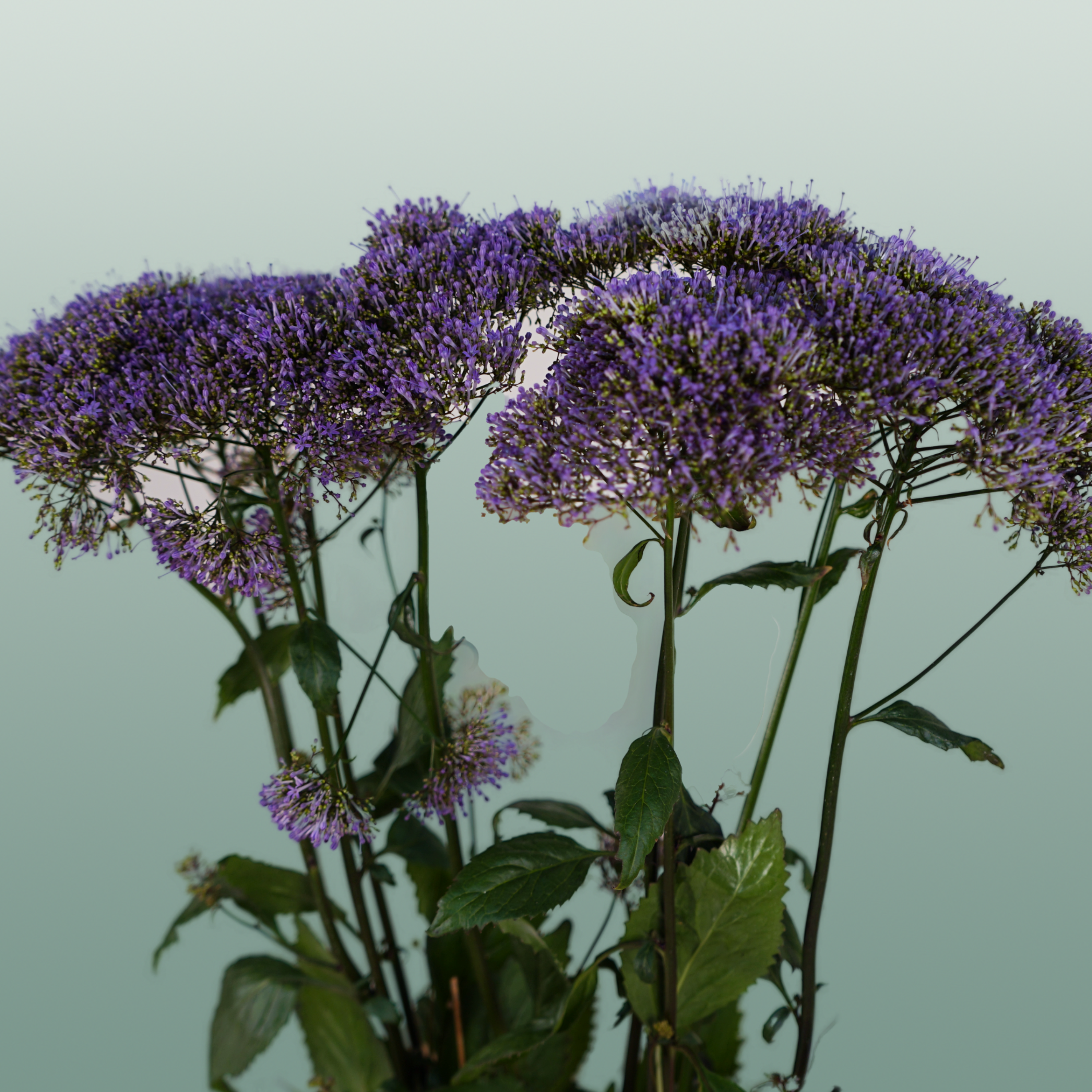 Trach Corine Blue (Trachelium)