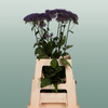 Trach Corine Blue (Trachelium)