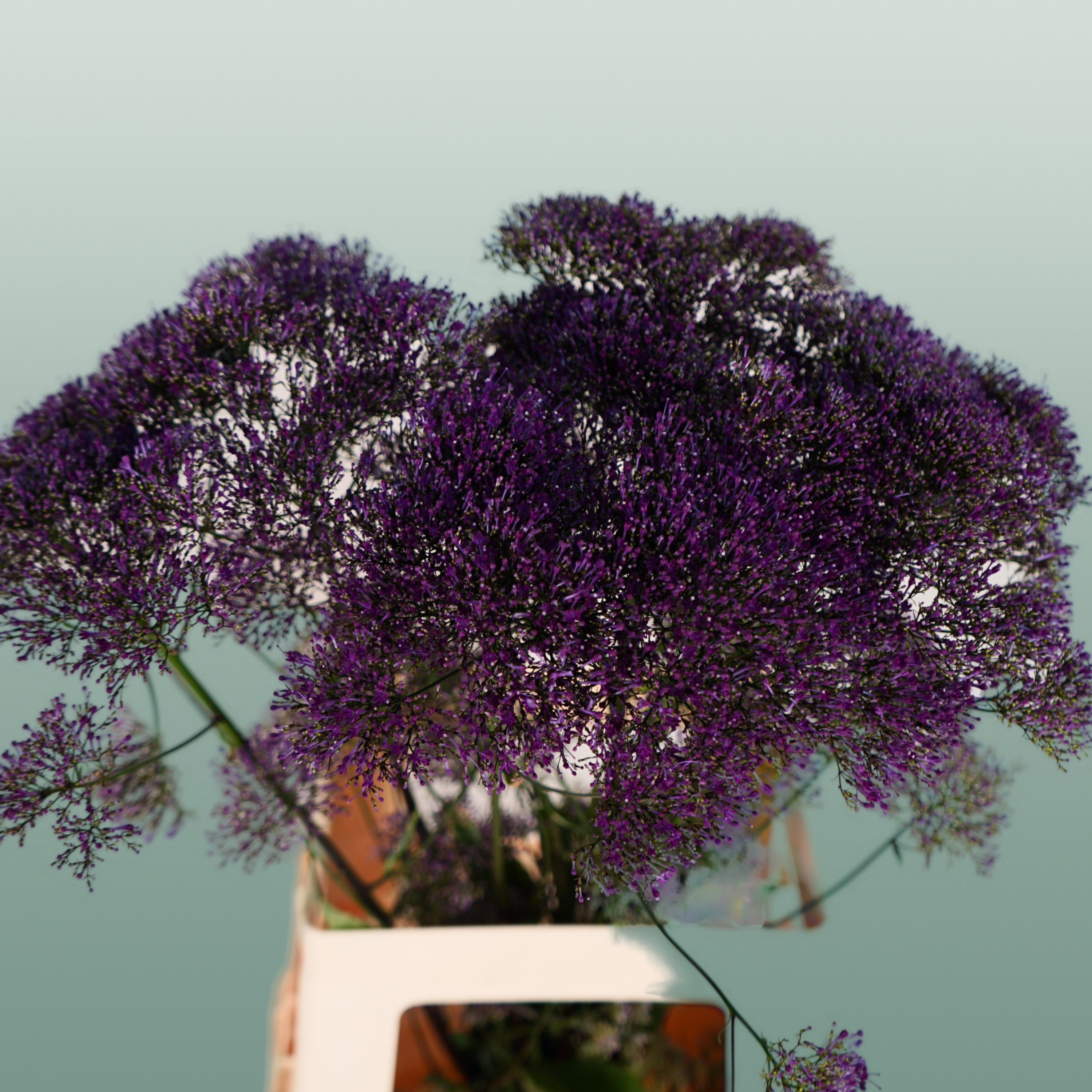 Trach Corine Purple (Trachelium)
