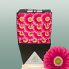 Gerbera Unique