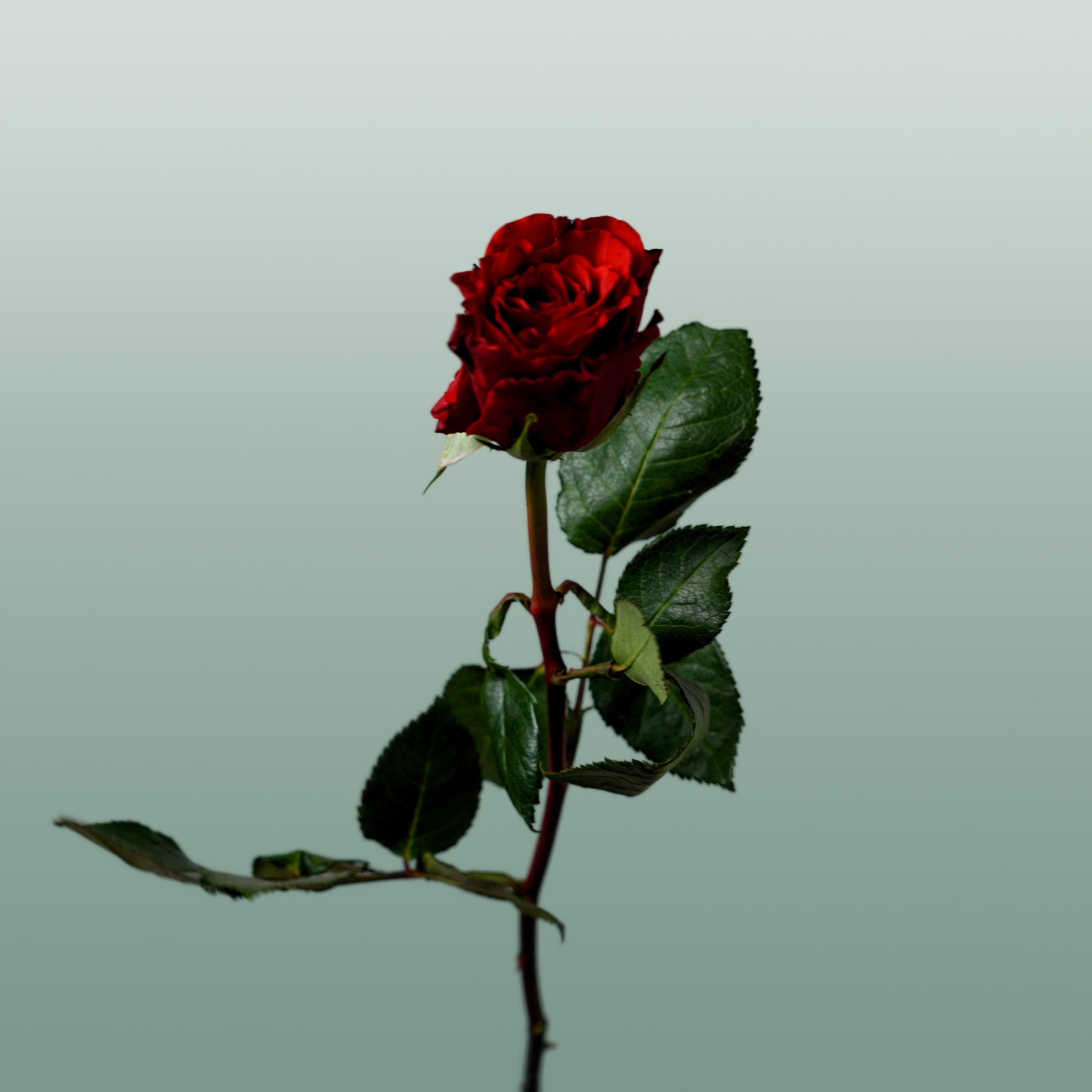 Rose Upper Class