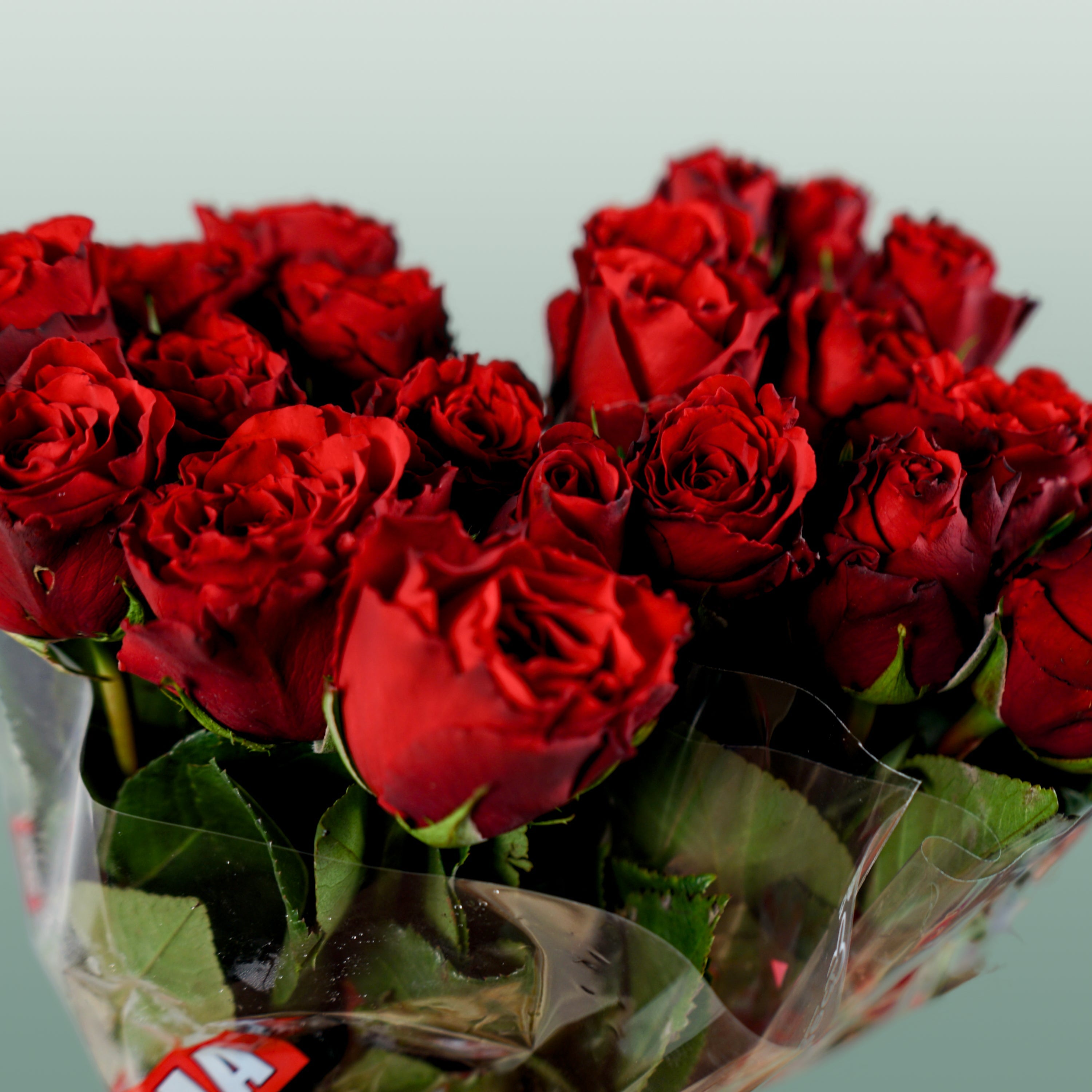 Rose Upper Class