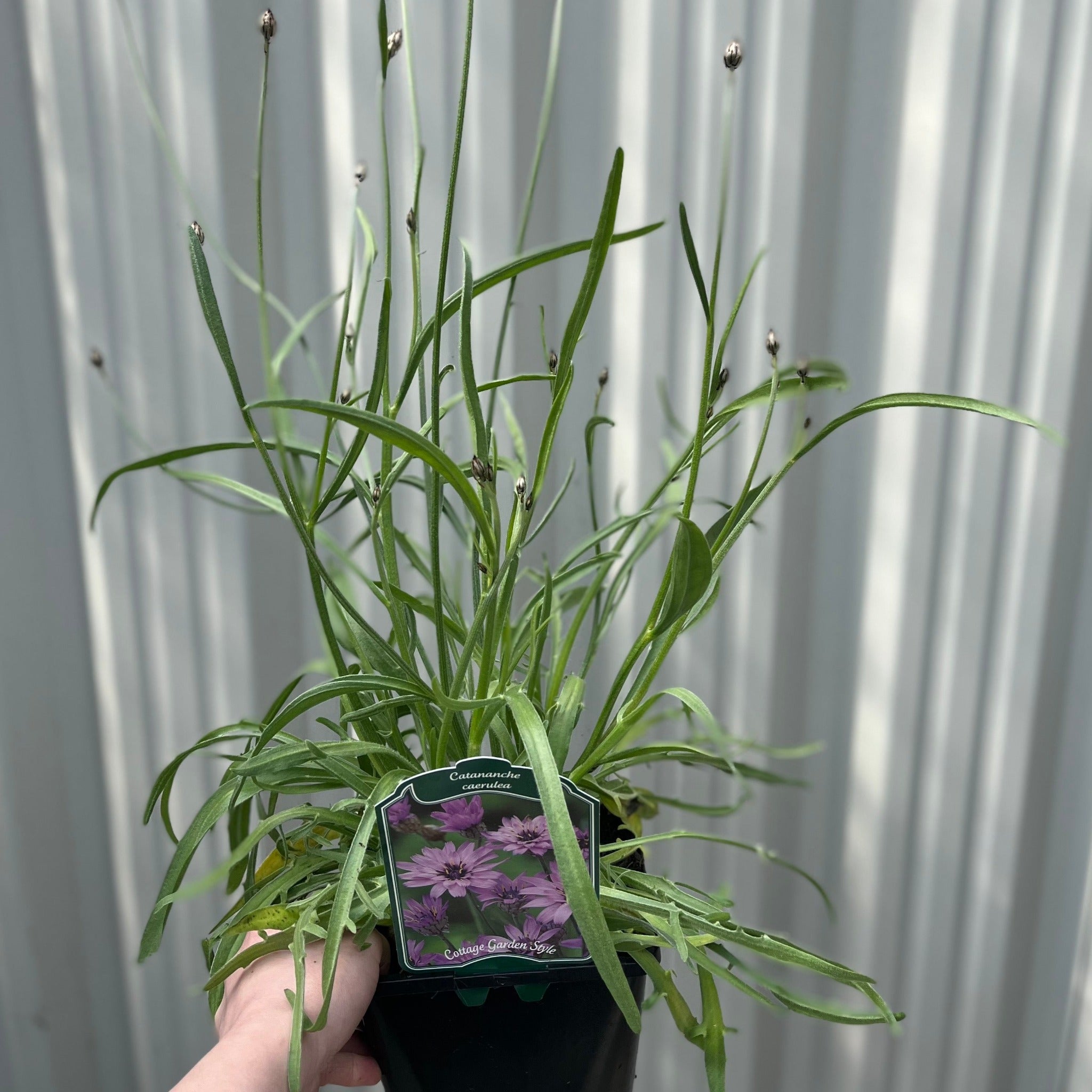 Catananche caerulea 1L/2L
