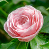 Camellia japonica Bonomiana 40-50cm / 90-100cm