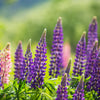Lupin 'Gallery Blue'