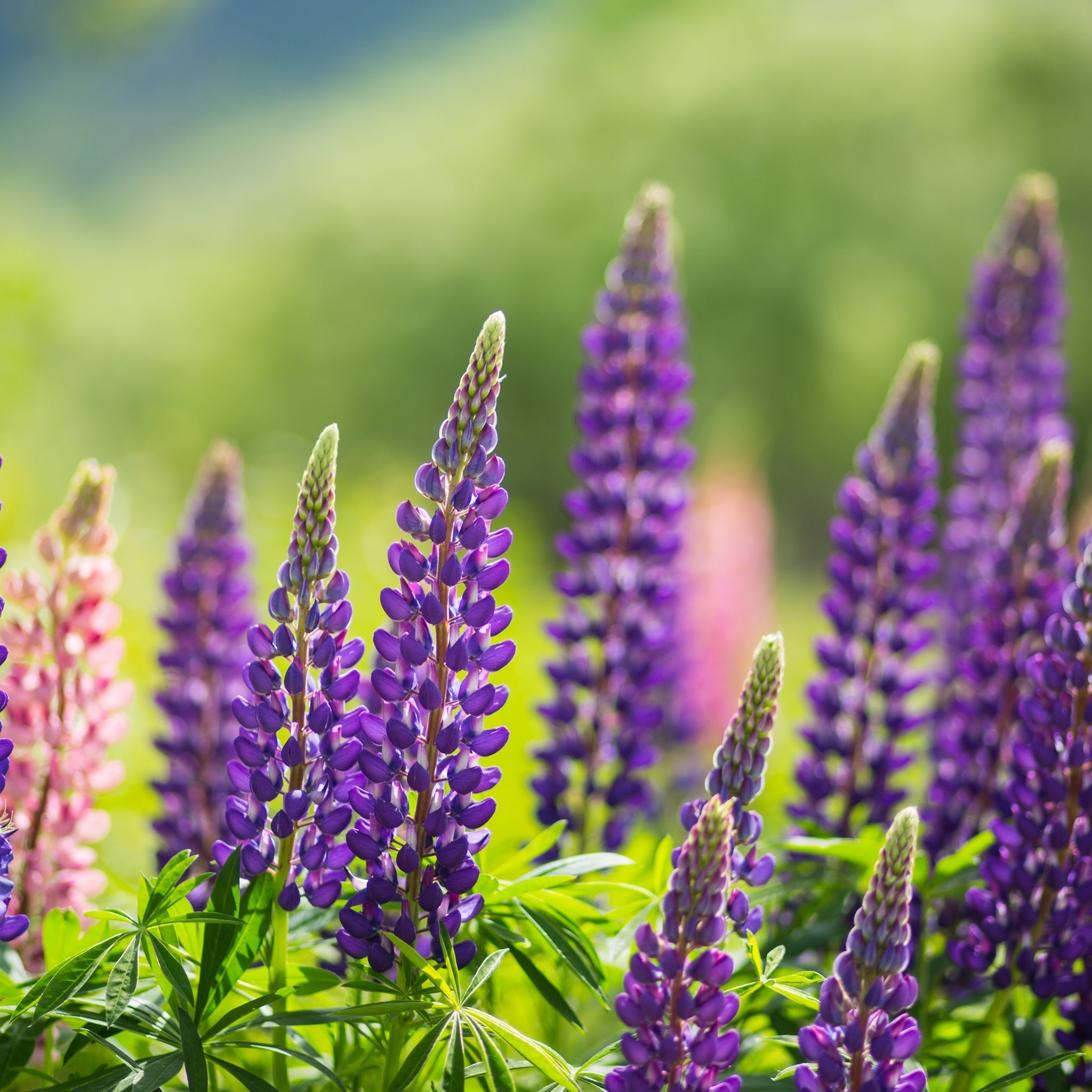 Lupin 'Gallery Blue'