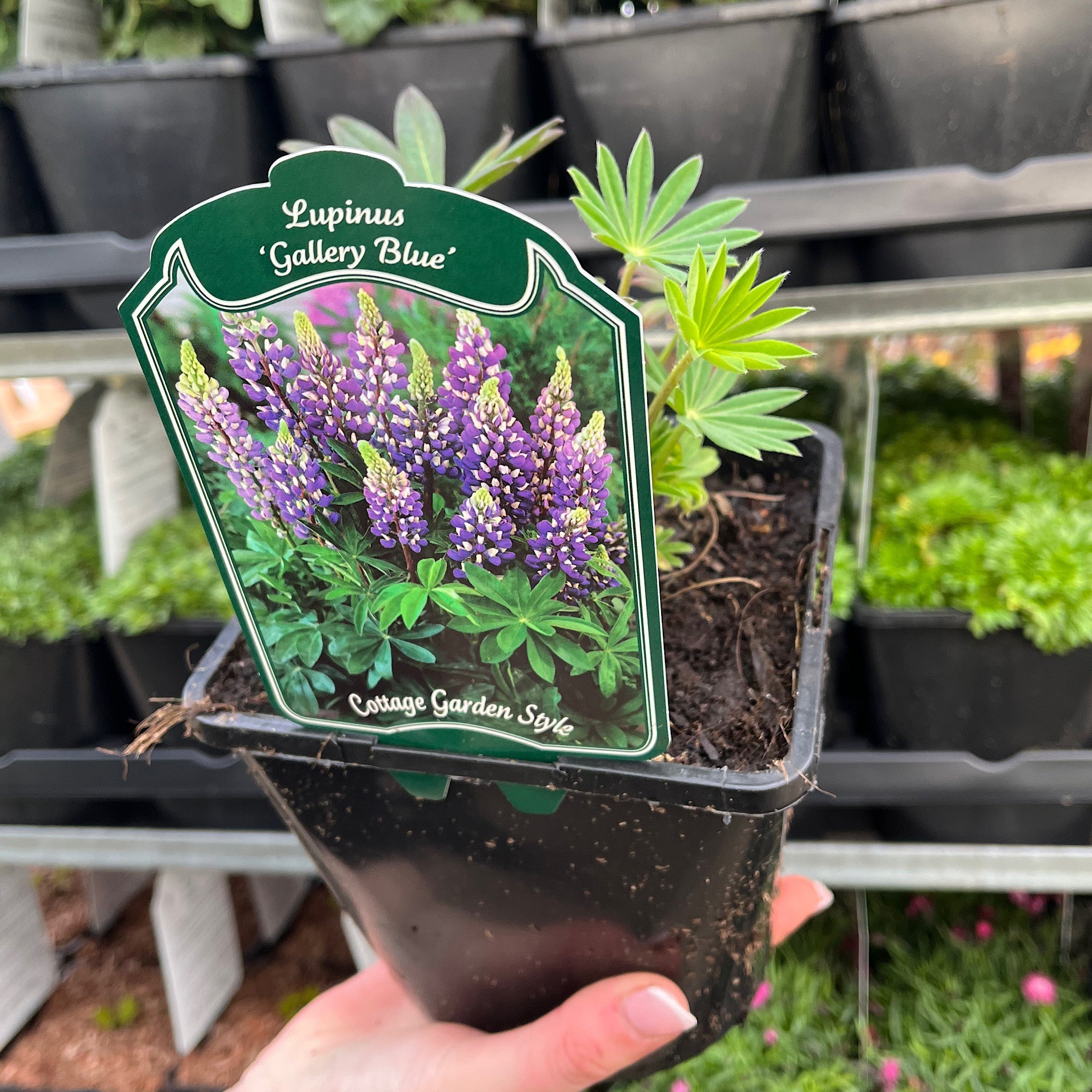 Lupin 'Gallery Blue'