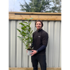 3ft (80-90cm) Potted Cherry Laurel Hedge Plants (Multibuy Offers Available)