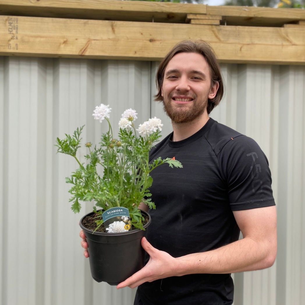 Scabious 'Kudo White' 9cm/2L