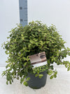 Pittosporum tenuifolium 'Gold Star' 9cm / 5L Ball