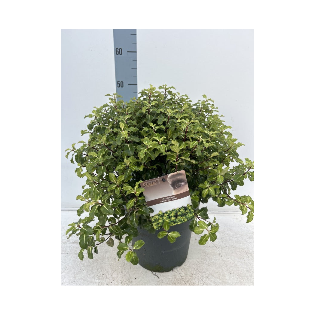 Pittosporum tenuifolium 'Gold Star' 9cm / 5L Ball