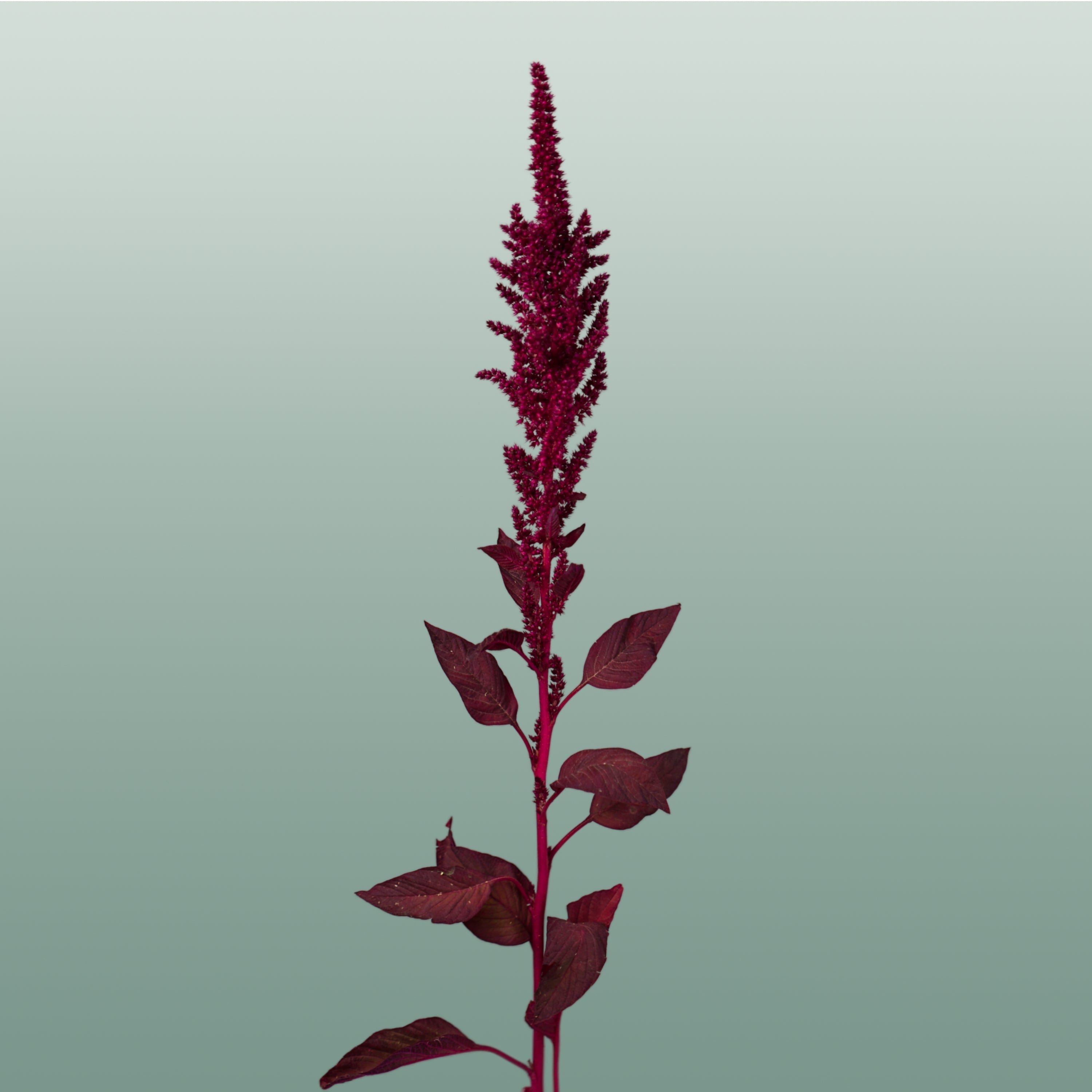 Amaranthus Velvet (10 Stems)