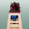 Veronica Smart Iselle (25 Stems)