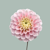Dahlia Wizard Of Oz (10 Stems)