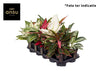 Aglaonema Gemengd Exclusive