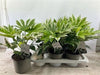 Fatsia Japonica Variegata
