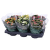 Kalanchoe Gev Gemengd